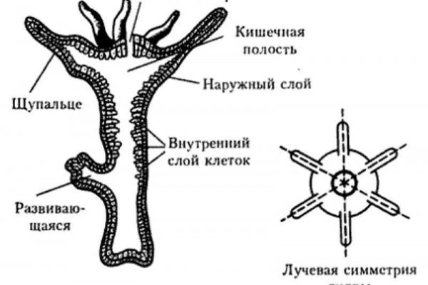 Войти даркнет